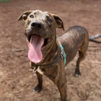 Photo of Starsky (Now Called Narloo)