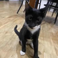 Photo of Chuppa Chup