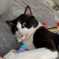 Photo of Benji