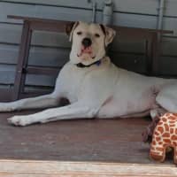 Photo of Baxter   5 Year Old Bullmastiff