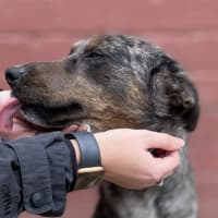 Photo of Lacey