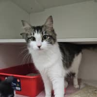 Photo of Nimbos