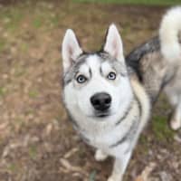 Photo of Echo