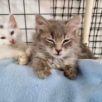 Photo of Bennie & The Jets