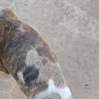 Photo of Shadeau