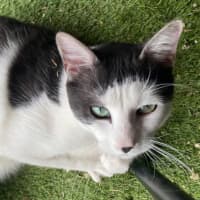 Photo of Neo
