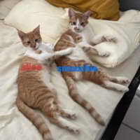 Photo of Smoochie