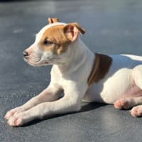 Photo of Harry 💙🐶