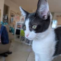 Photo of Chippie