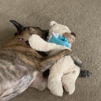 Photo of Stella   Assisted Rehome 💫