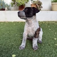 Photo of Bella