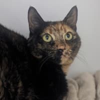 Photo of Cappuccino