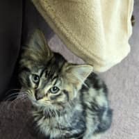 Photo of Bruno Meet Me At Petstock Hastings 