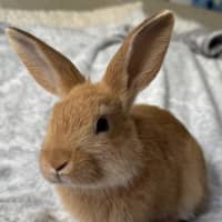 Photo of Corn (Bonded To Bean)