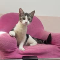 Photo of Amity (9967)