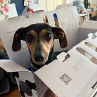 Photo of Tilly   2.5 Year Old Dachshund X