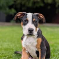 Photo of Romeo Foxtrot 