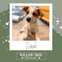 Photo of Dash