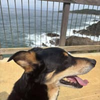 Photo of Buddy