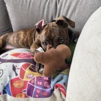 Photo of Foghorn Leghorn