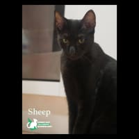 Photo of Sheep