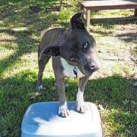 Photo of Bella