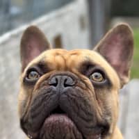 Photo of Boof