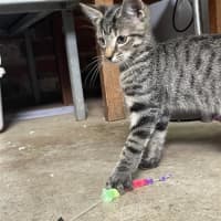 Photo of Milo