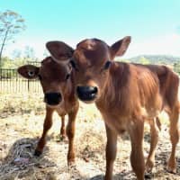 Photo of Austin And Elvis
