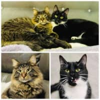 Photo of 11043/2   Squishy & Hunter