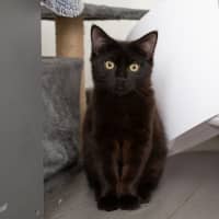 Photo of Binx (Roger)