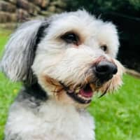 Photo of Harry 🐾🐶