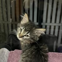 Photo of Luna (Lj) 