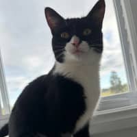 Photo of Sylvie *9 Lives Project Rescue*