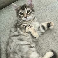 Photo of Petal   In Foster Care In Richmond