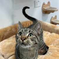 Photo of Pippin