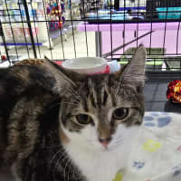 Photo of Whisper
