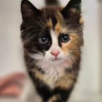 Photo of Astrid