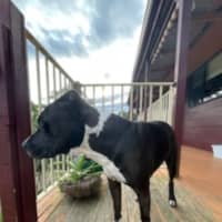Photo of Charlie   7 Year Old Staffy X Great Dane 