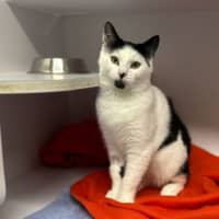 Photo of Oreo