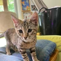 Photo of Melody 