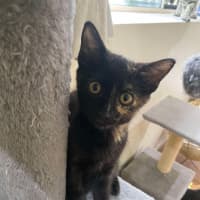 Photo of Diana (K40)