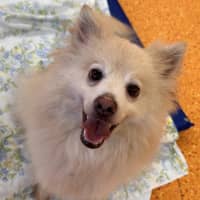 Photo of Peppi