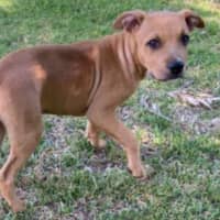 Photo of Walter ~ Staffy X Beagle Puppy