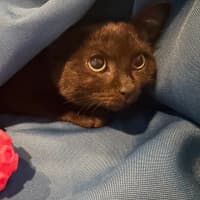 Photo of Arrow