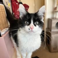 Photo of Deputy *9 Lives Project Rescue*