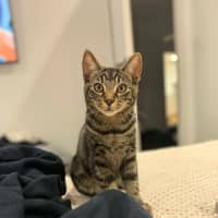 Photo of Pebbles *9 Lives Project Rescue*