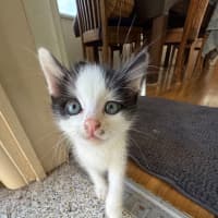 Photo of Moo Moo   8 Week Old Domestic Shorthair
