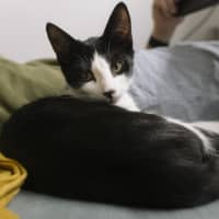 Photo of Domino And Ludo 