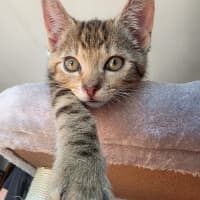 Photo of Lior & Ruel